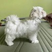Beautiful Maltese puppies