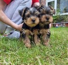 Adorable Yorkie Terrier Puppies