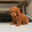 Home-Raised Toy Poodle Puppies | Vet Checked Compl