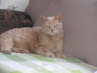 CHAT JAUNE 