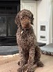 M&acirc;le Caniche royal brun disponible pour saillie
