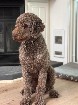 M&acirc;le Caniche royal brun disponible pour saillie