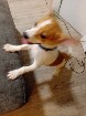 Toy Jack Russell X; female puppy for sale