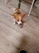 Toy Jack Russell X; female puppy for sale