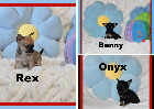 Chihuahua M&acirc;les et Femelles mini Garantie 1 an.