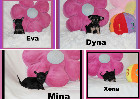 Chihuahua Femelles et M&acirc;les mini Garantie 1 an.