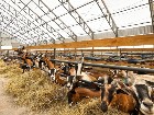 St-Camille : Ferme de ch&egrave;vres laiti&egrave;res 158 acres