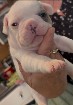 Chiot bouledogue francais 