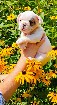Chiot bouledogue francais 