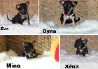 Chihuahua Port&eacute;e Femelles et M&acirc;les mini mini