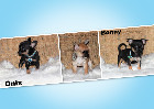 Chihuahua Port&eacute;e Femelles et M&acirc;les mini mini