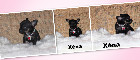 Chihuahua Port&eacute;e Femelles et M&acirc;les mini mini