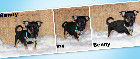 Chihuahua Port&eacute;e Femelles et M&acirc;les mini mini