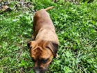 Chiots mastiff /bully
