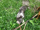 Chiots mastiff /bully