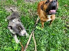Chiots mastiff /bully