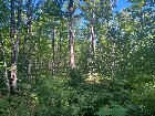 Chartierville (Estrie)Terre &agrave; bois de 69sc Z Blanc