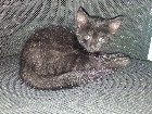 Chatons pr&ecirc;t pour l'adoption