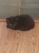 Chatons pr&ecirc;t pour l'adoption