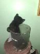 Chatons pr&ecirc;t pour l'adoption