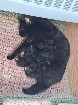 Chatons pr&ecirc;t pour l'adoption