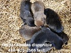 Chiots mastiff /bully