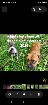 Chiots mastiff /bully