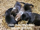 Chiots mastiff /bully