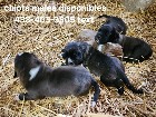 Chiots mastiff /bully