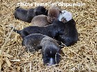 Chiots mastiff /bully