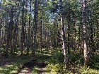 Weedon (Estrie) : Terrain bois&eacute; d&eacute;veloppement