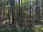 Weedon (Estrie) : Terrain bois&eacute; d&eacute;veloppement