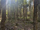 Weedon (Estrie) : Terrain bois&eacute; d&eacute;veloppement