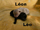 Chihuahua Femelles et M&acirc;les mini Garantie 1 an.