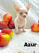 Chihuahua M&acirc;le mini 1 an Garantie.Super Qualit&eacute;