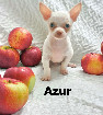 Chihuahua M&acirc;le mini 1 an Garantie.Super Qualit&eacute;