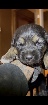 Bouvier bernois x berger allemand 