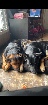 Bouvier bernois x berger allemand 
