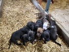 Chiots mastiff /bully