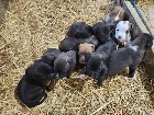 Chiots mastiff /bully