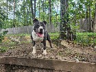 Chiots mastiff /bully