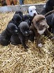 Chiots mastiff /bully