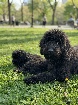 Chiot Caniche Royale pure race , 6 mois 