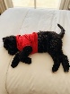 Chiot Caniche Royale pure race , 6 mois 