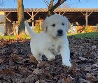 Adorable Chiot Golden Retriever 
