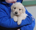 Adorable Chiot Golden Retriever 