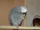 Couple de perroquet gris du Gabon 