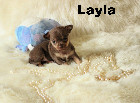 Chihuahua Femelles et M&acirc;les mini Garantie 1 an.