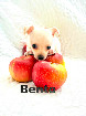 Chihuahua M&acirc;le mini yeux bleu Garantie.top Qualit&eacute;