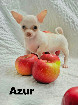 Chihuahua M&acirc;le mini yeux bleu Garantie.top Qualit&eacute;